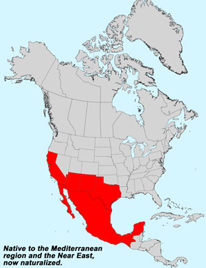 North America species range map for Cretanweed, Hedypnois cretica: Click image for full size map.